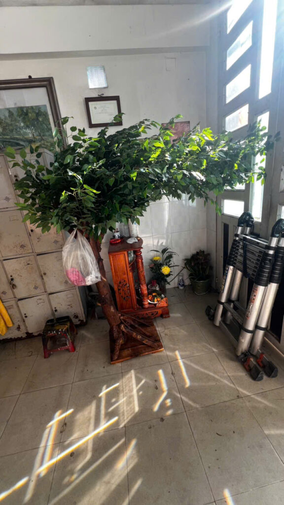 Thi Công Cây Giả Trang Trí Siêu Thị , Giải Pháp Tạo Điểm Nhấn Không Gian Ấn Tượng, TP.HCM 2 z7951111339926 7a7601c160922edf70c9e57f2732f3da
